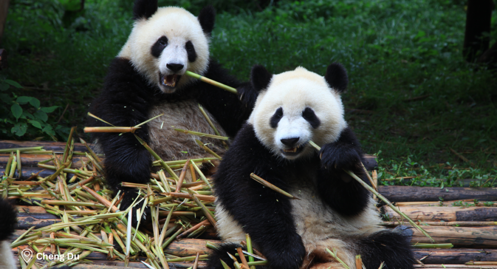 Day 7 & 8 – Chengdu