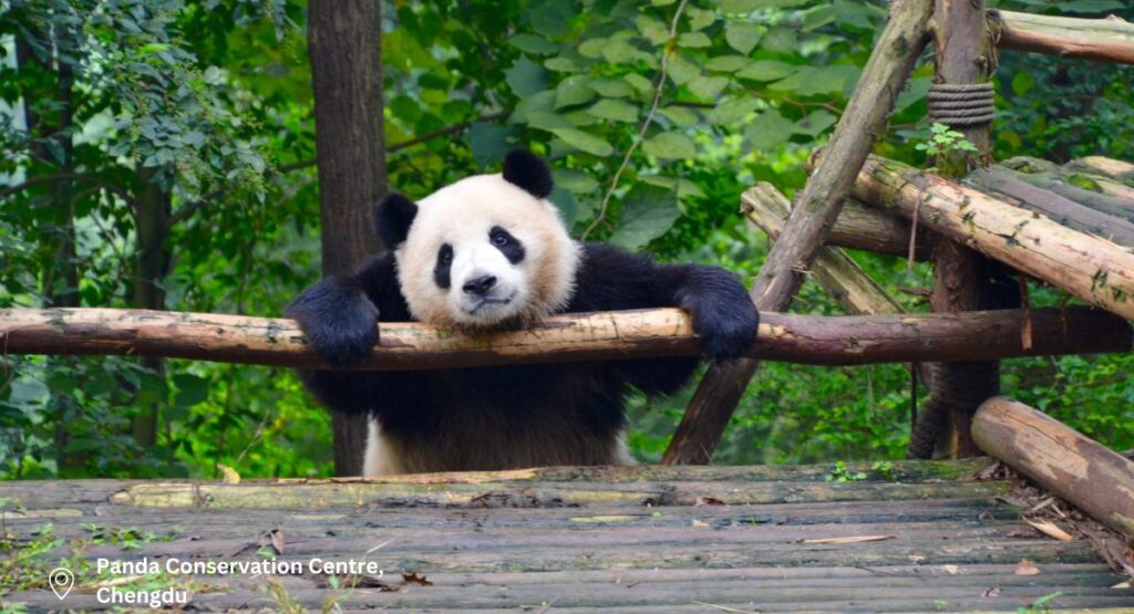 Day 8 – Giant pandas