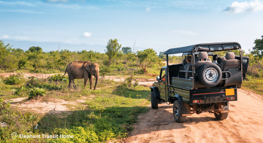 Day 8 – Elephant Transit Home