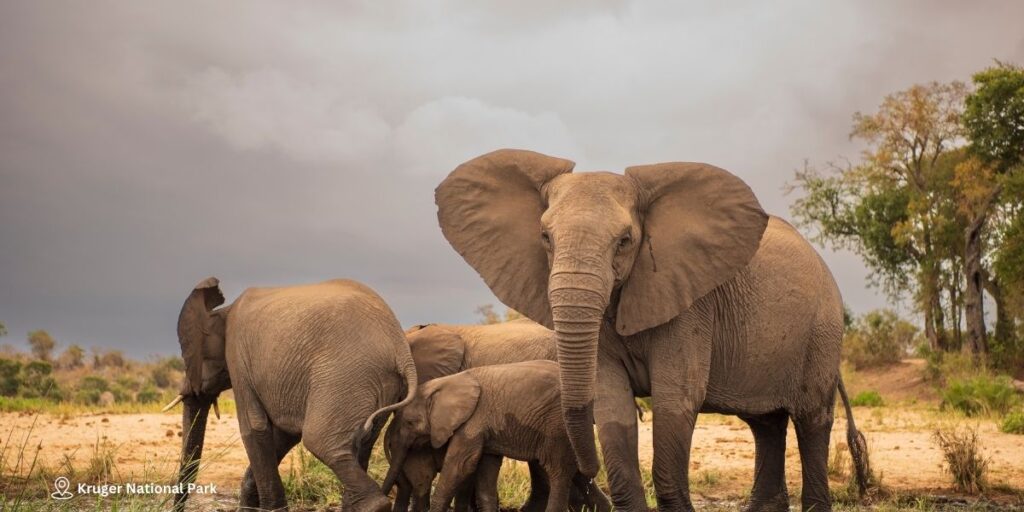 Day 4 & 5 –  Kruger Game Drive