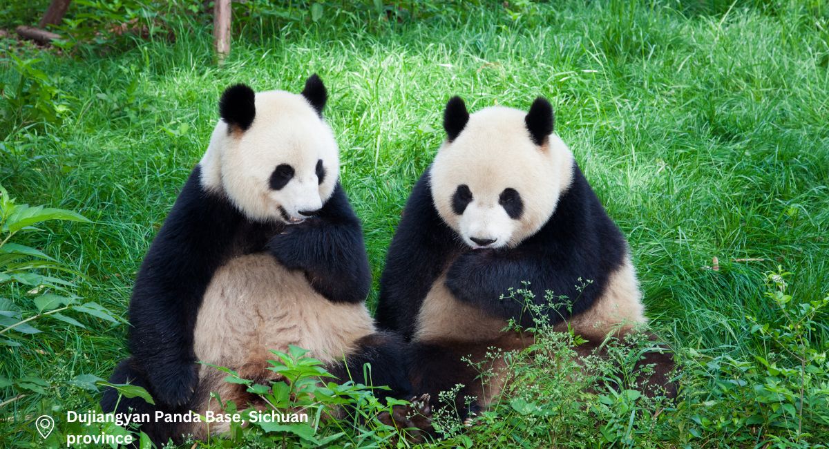 Pursuit of Pandas
