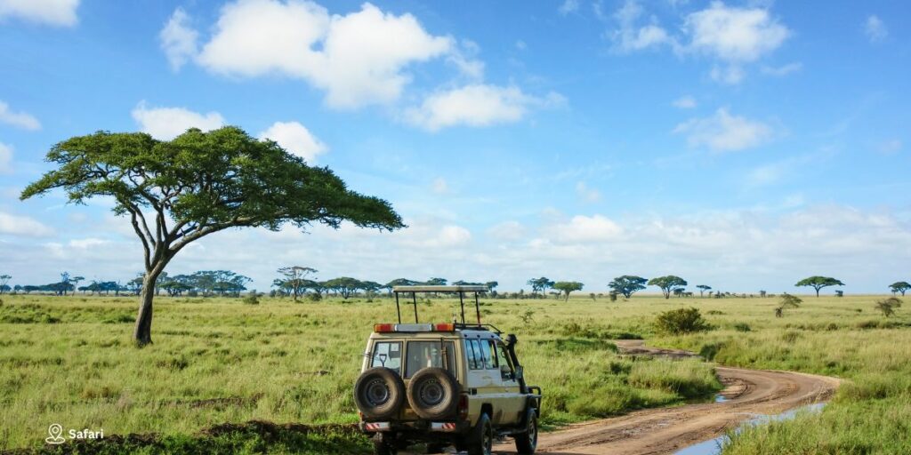 Safari Safari