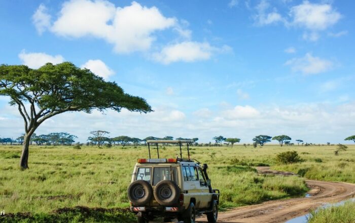 Safari