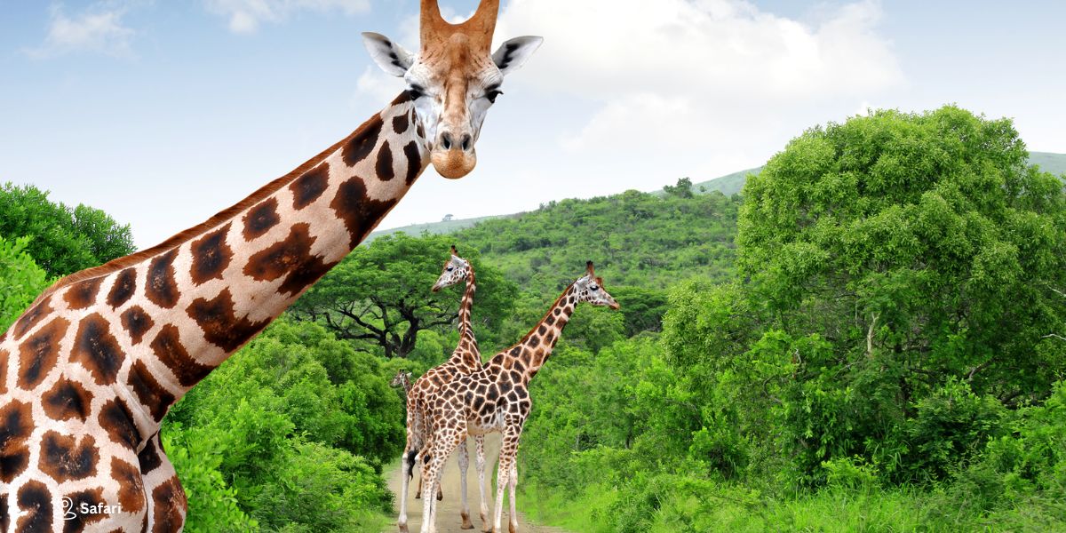 Safari