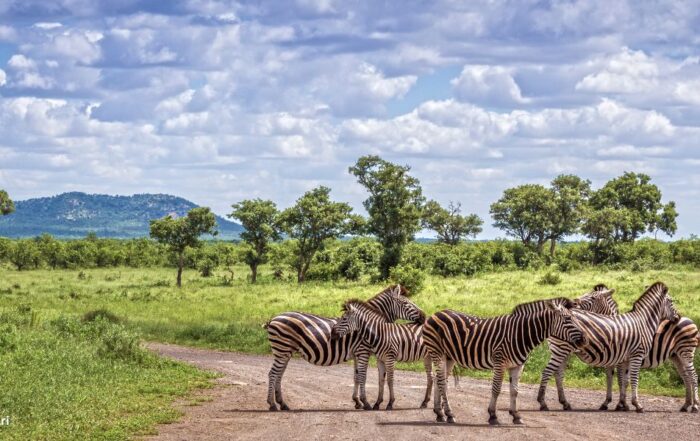 Safari