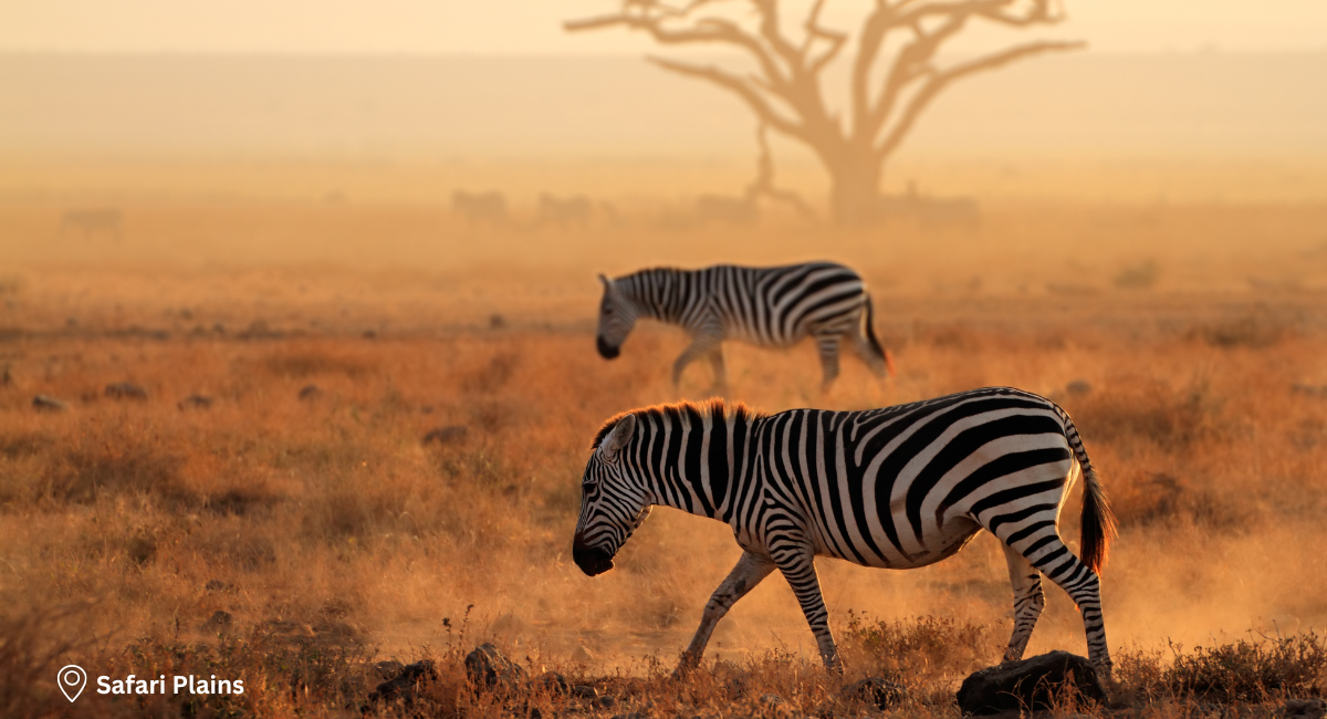 Safari Plains