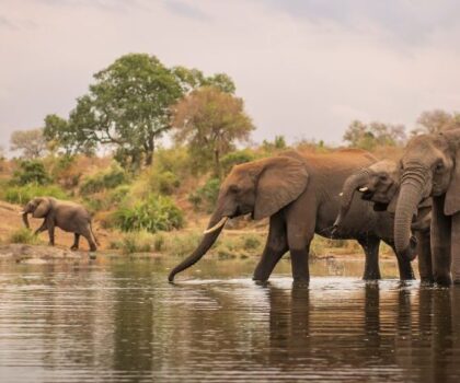 Safari Adventure in Kruger National Park