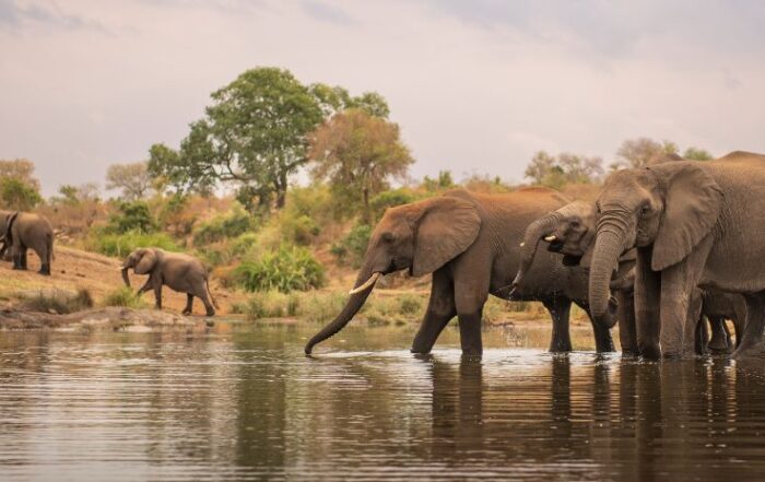 Safari Adventure in Kruger National Park