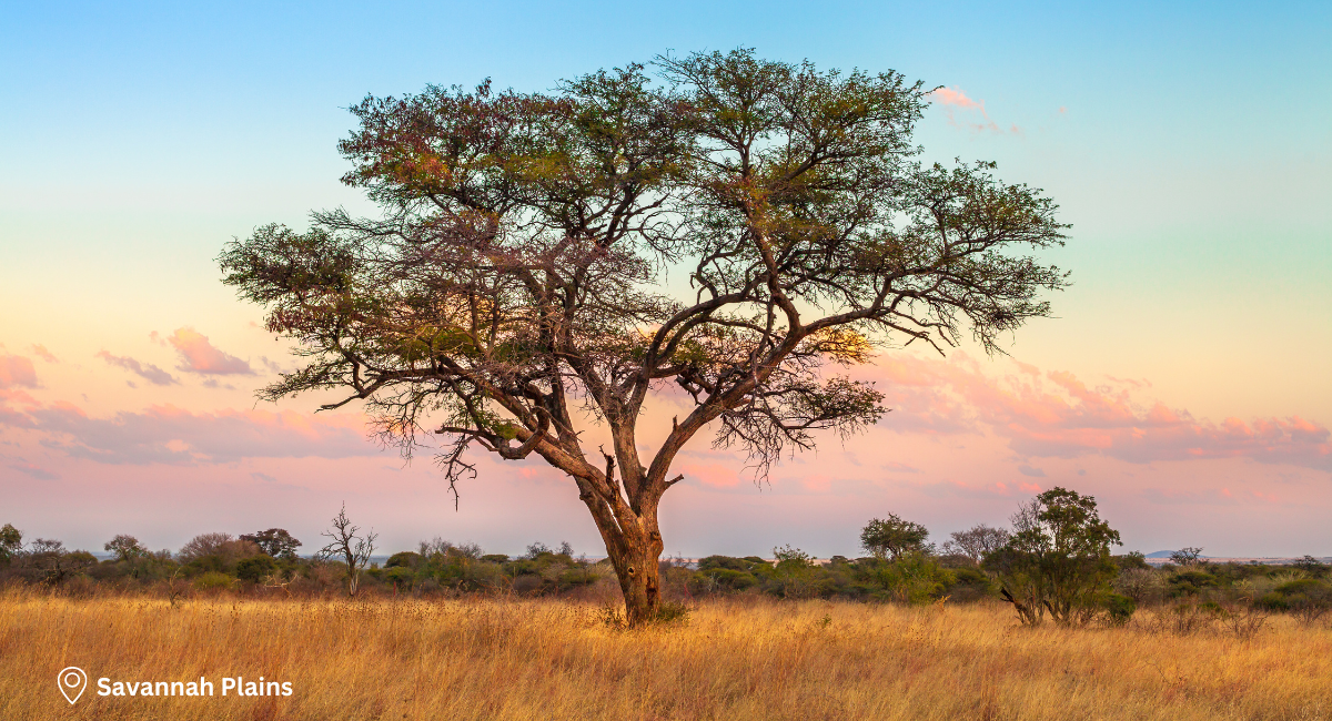Savannah Plains