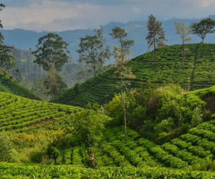 Sri Lanka Escorted Tour