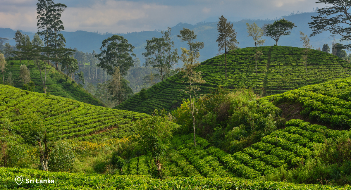Sri Lanka Escorted Tour