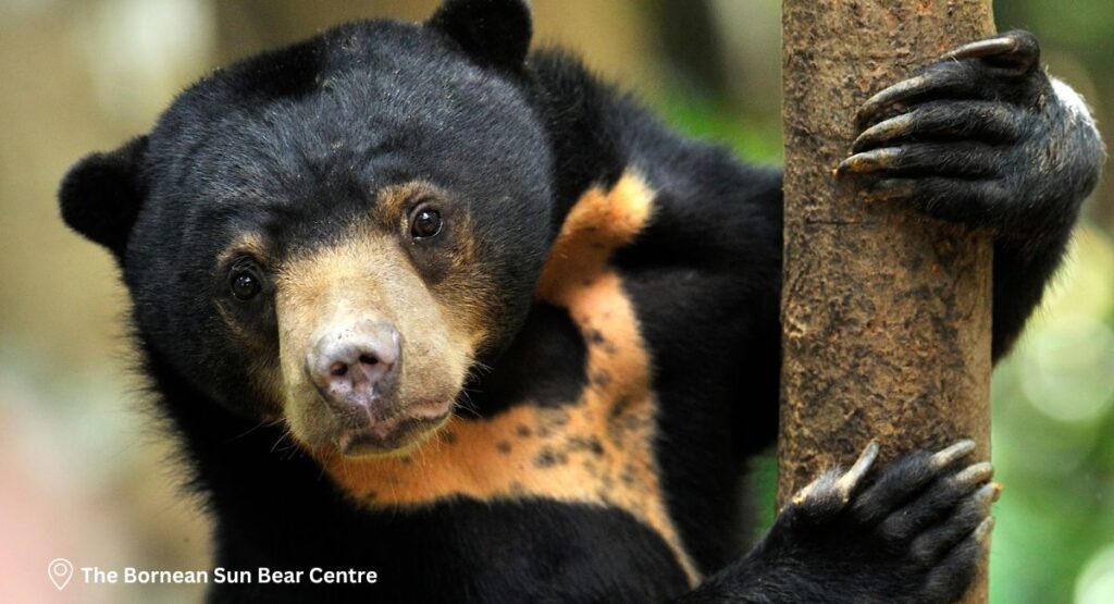 Day 10 – Sun Bears, Orangutans & a House Museum
