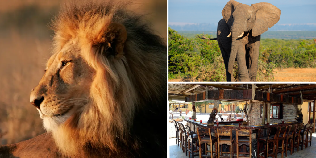 Web sign up form image – elephant lodge Safari