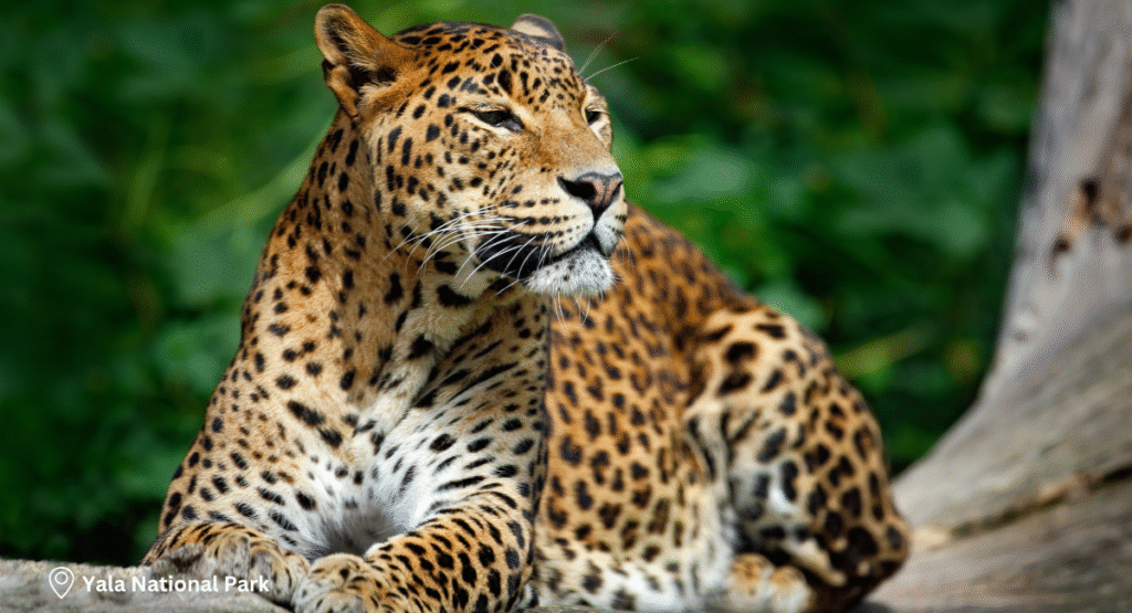 Day 9 – Yala National Park